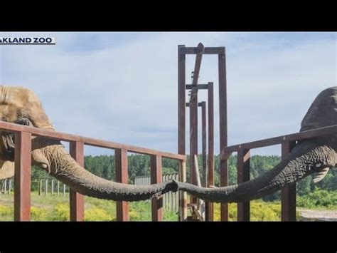 Oakland Zoo's last female elephant moved to new herd in Tennessee